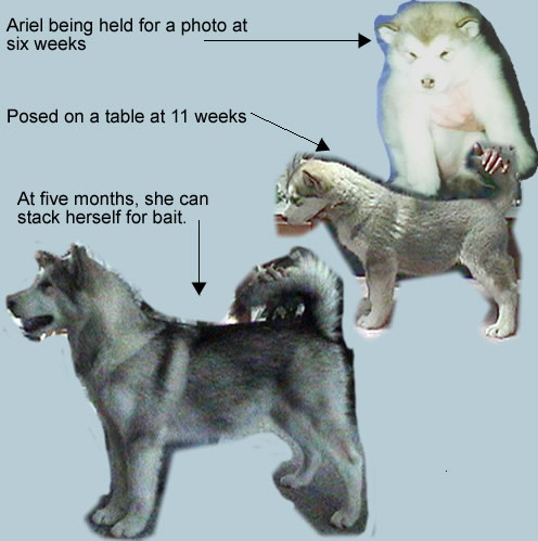 Photos of Ariel at 6 wk to 4 mo.