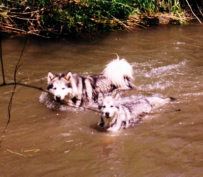 Kaino and Kaili swimming