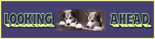 Looking Ahead to puppies and upcoming breedings