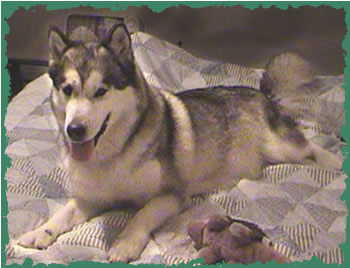 Revlon with her favorite toy