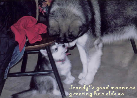 Scandyl greeting an older dog